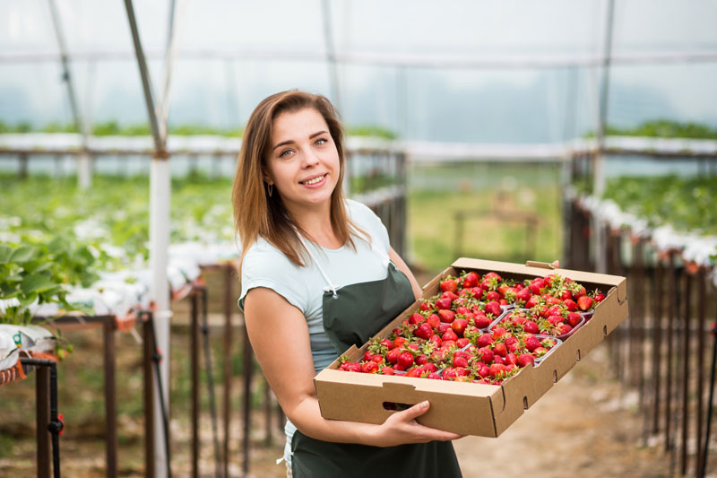 Latino woman packaging strawberries in California